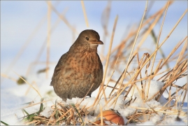 <p>KOS ČERNÝ (Turdus merula) /Common blackbird - Amsel/</p>